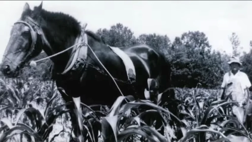 American Leaf - Tobacco's Last Harvest Documentary
